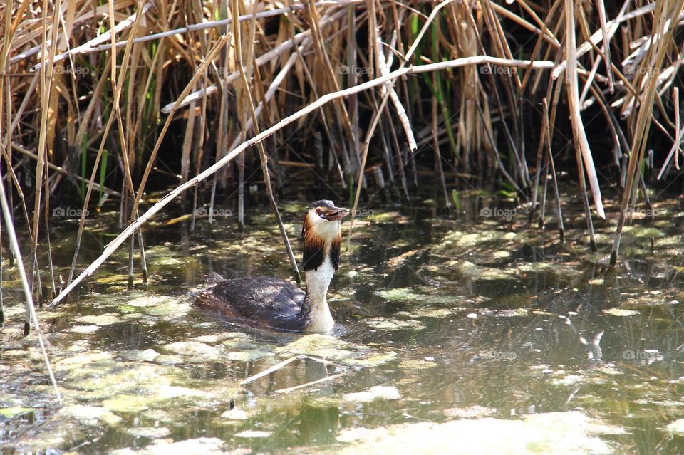 great crested grebe eat fish