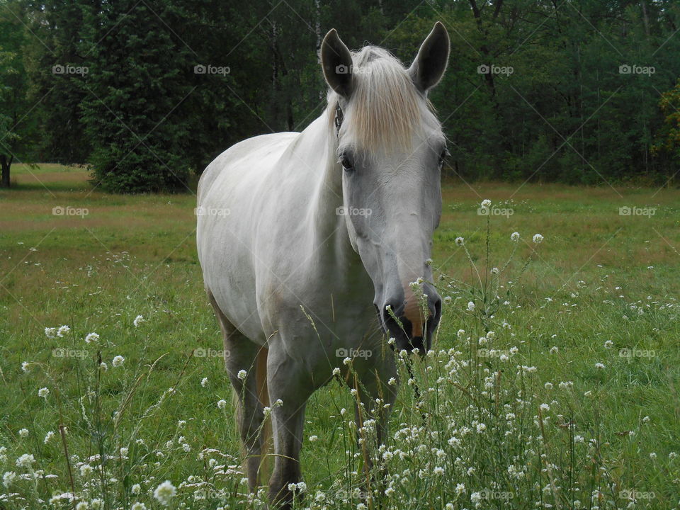 Mammal, Grass, No Person, Cavalry, Hayfield