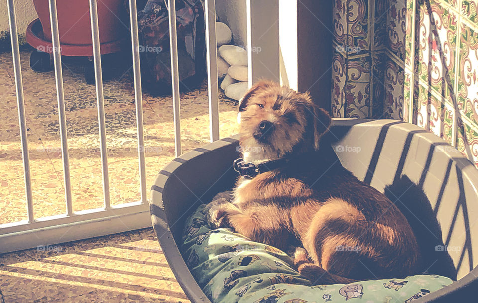 Young puppy sits sunbathing in her bed, behind the safety of a child gate, which casts long shadows across her, from the late afternoon sun