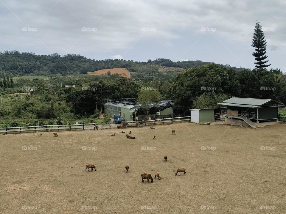Sheep at Chulu Ranch in Beinan Township