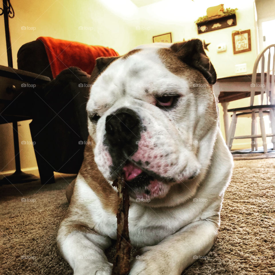English Bulldog enjoying his bone 