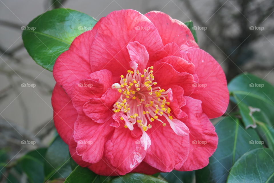 Camellia Japonica L.
Japanese Camellia
Spring 
California flowers