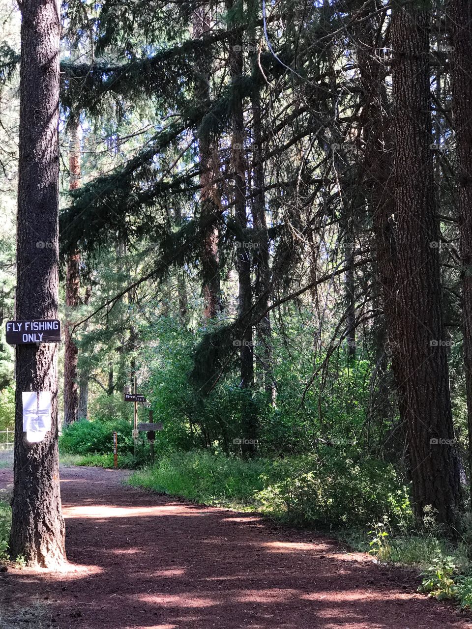 Summer vacation in the Oregon forest 