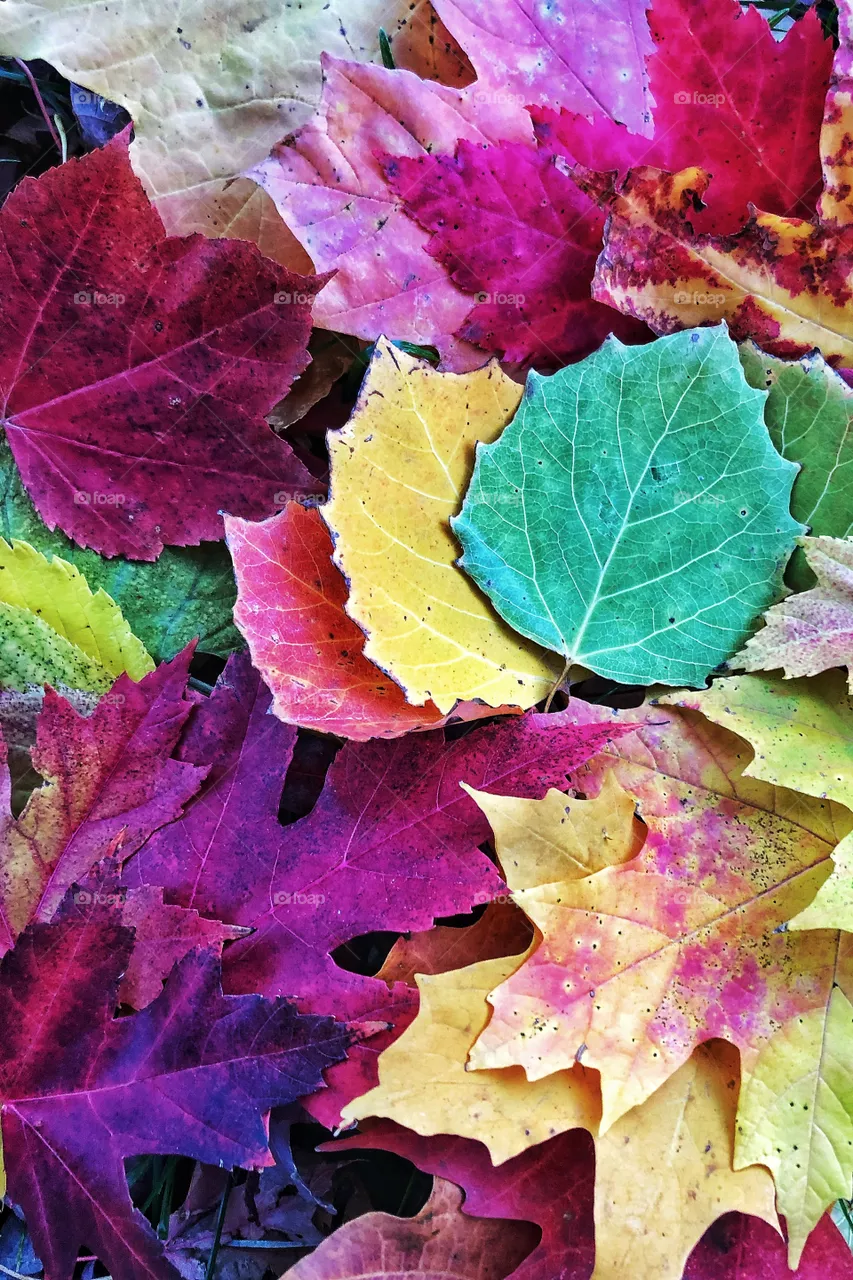 Color Explosion 