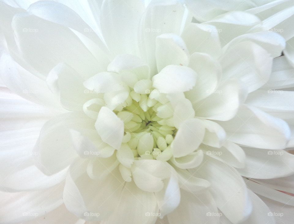 close-up of this beautiful white carnation's petals