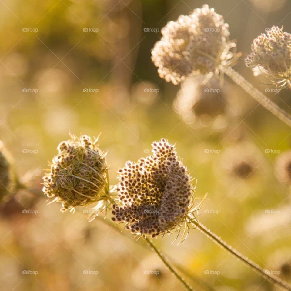 Sunny autumnal days 