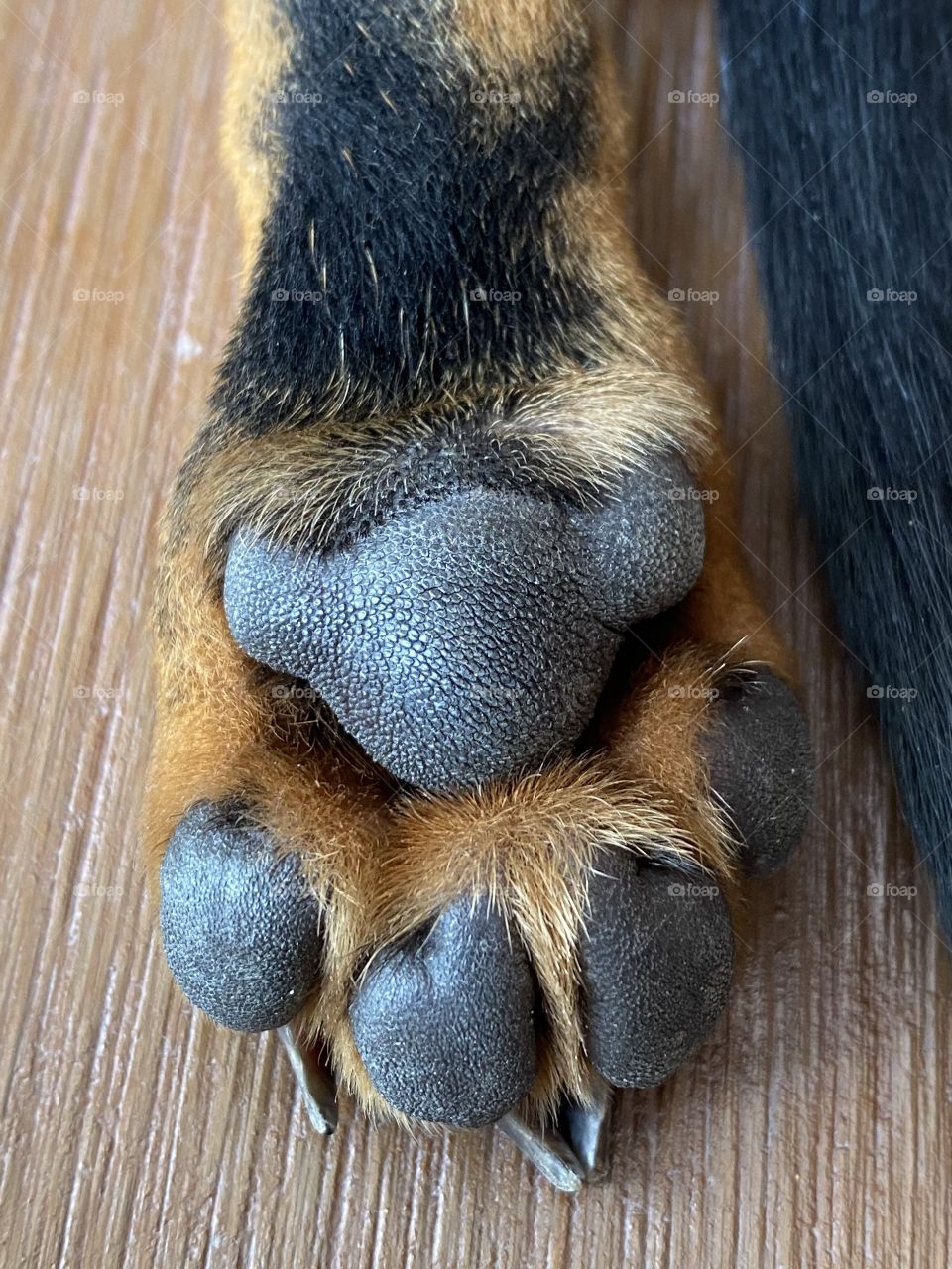 Dog feet 