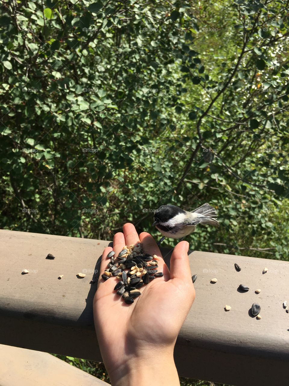 Outdoors, Nature, Bird, Tree, Summer