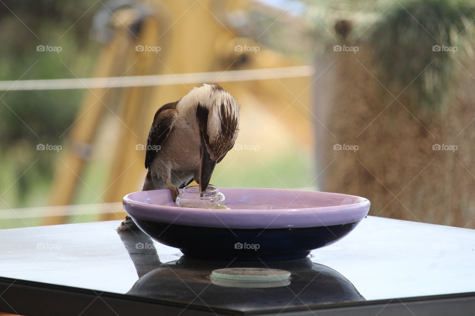 Regular visitor, the local kookaburra playing with floating candle holder