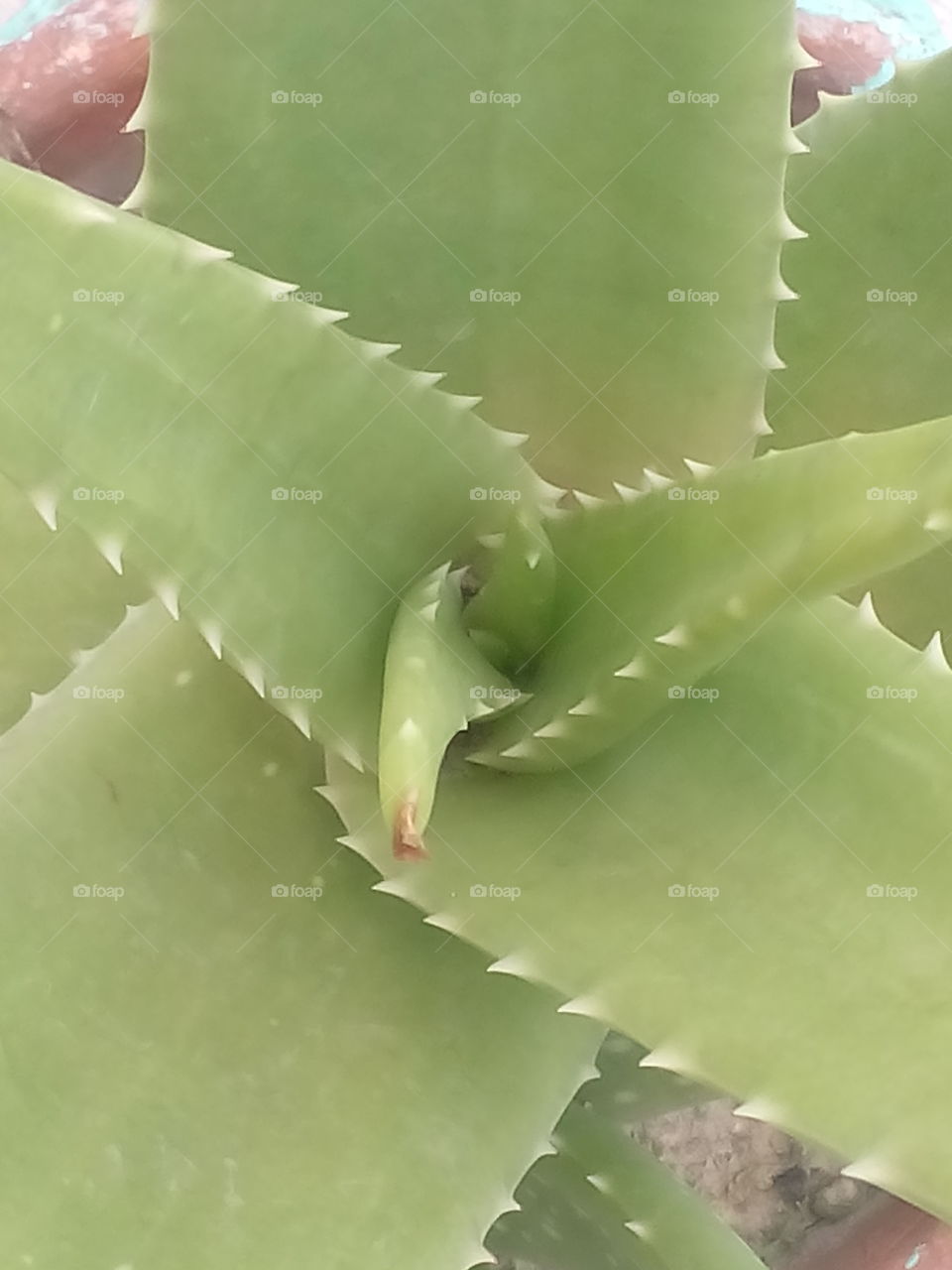 silence beauty  of cactus.