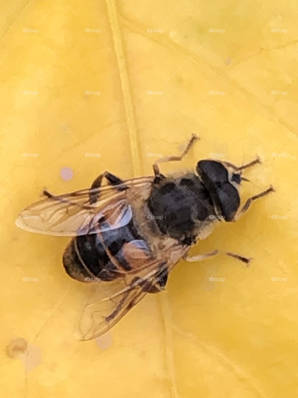 Beautiful bee on a yellow flower in spring 