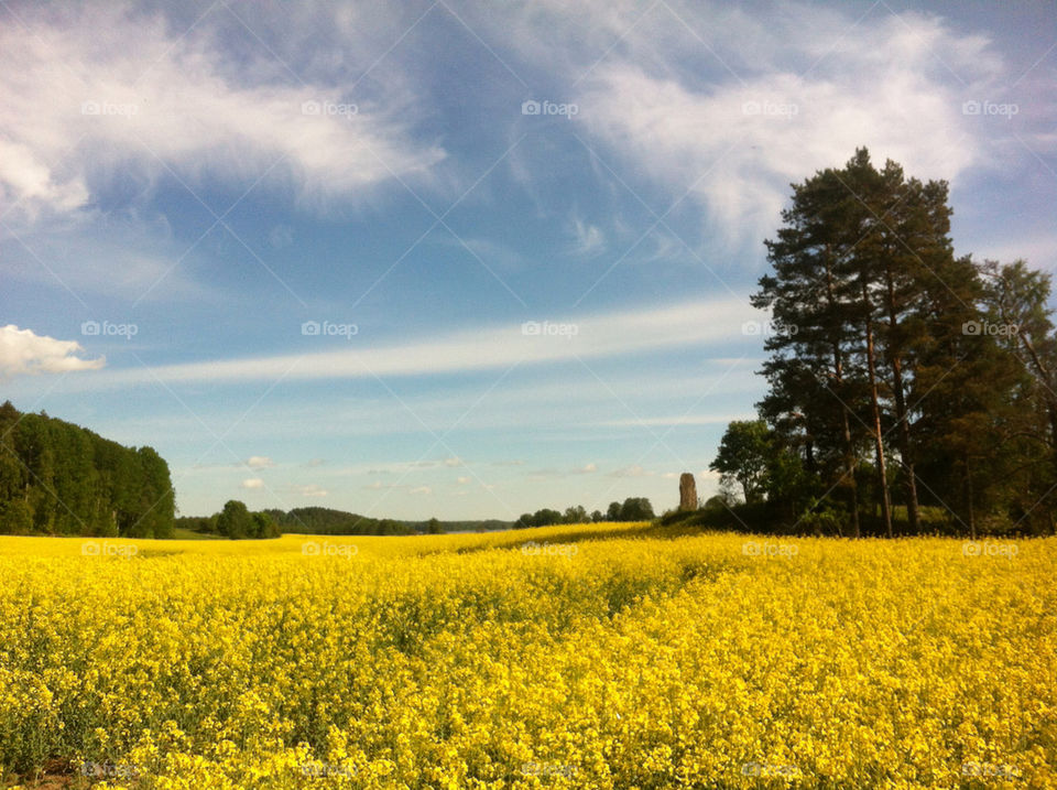 landscape sweden field summer by wevel