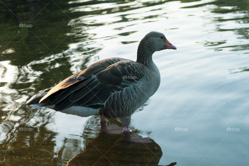 Duck in a pond. The duck is soaking with its head resting on the water. Green, brown, yellow and white duck.
Whole brown duck swims in the pond.
It has wet feathers.