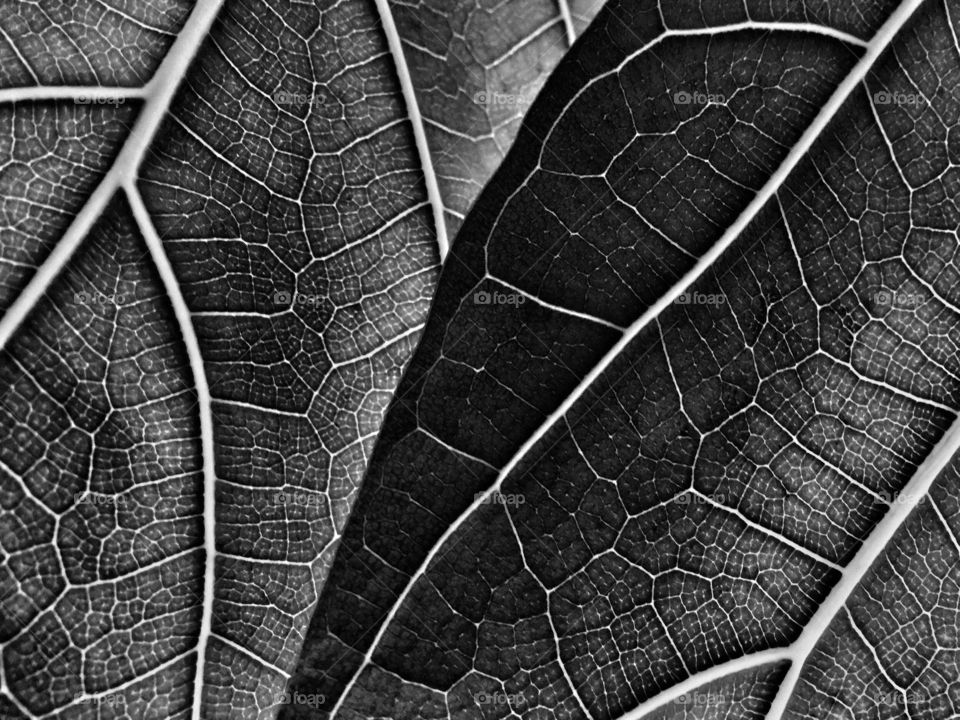Black and White Fig Leaves 
