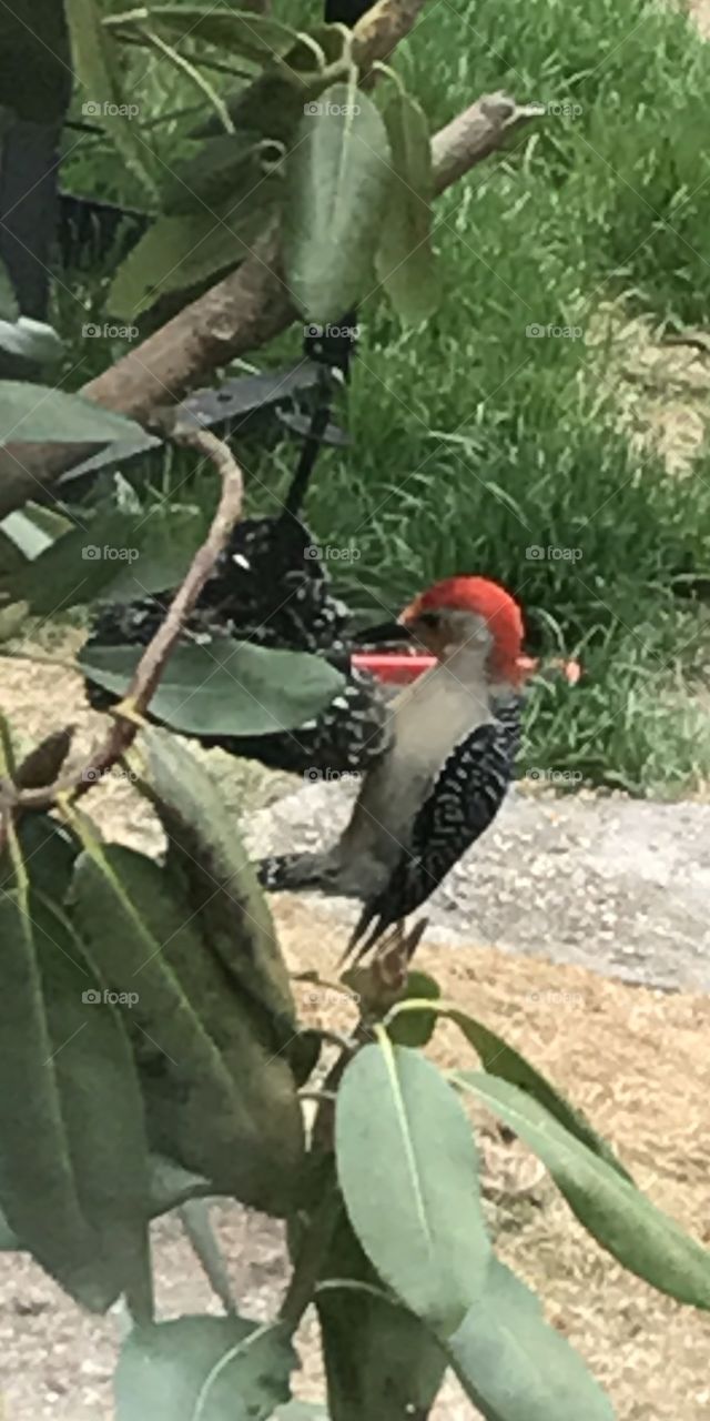 Woodpecker