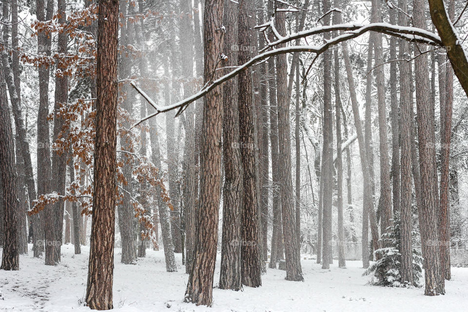 Winter trees on the forest