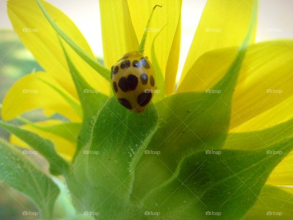 insects. pretty ladybug on a sunflower.