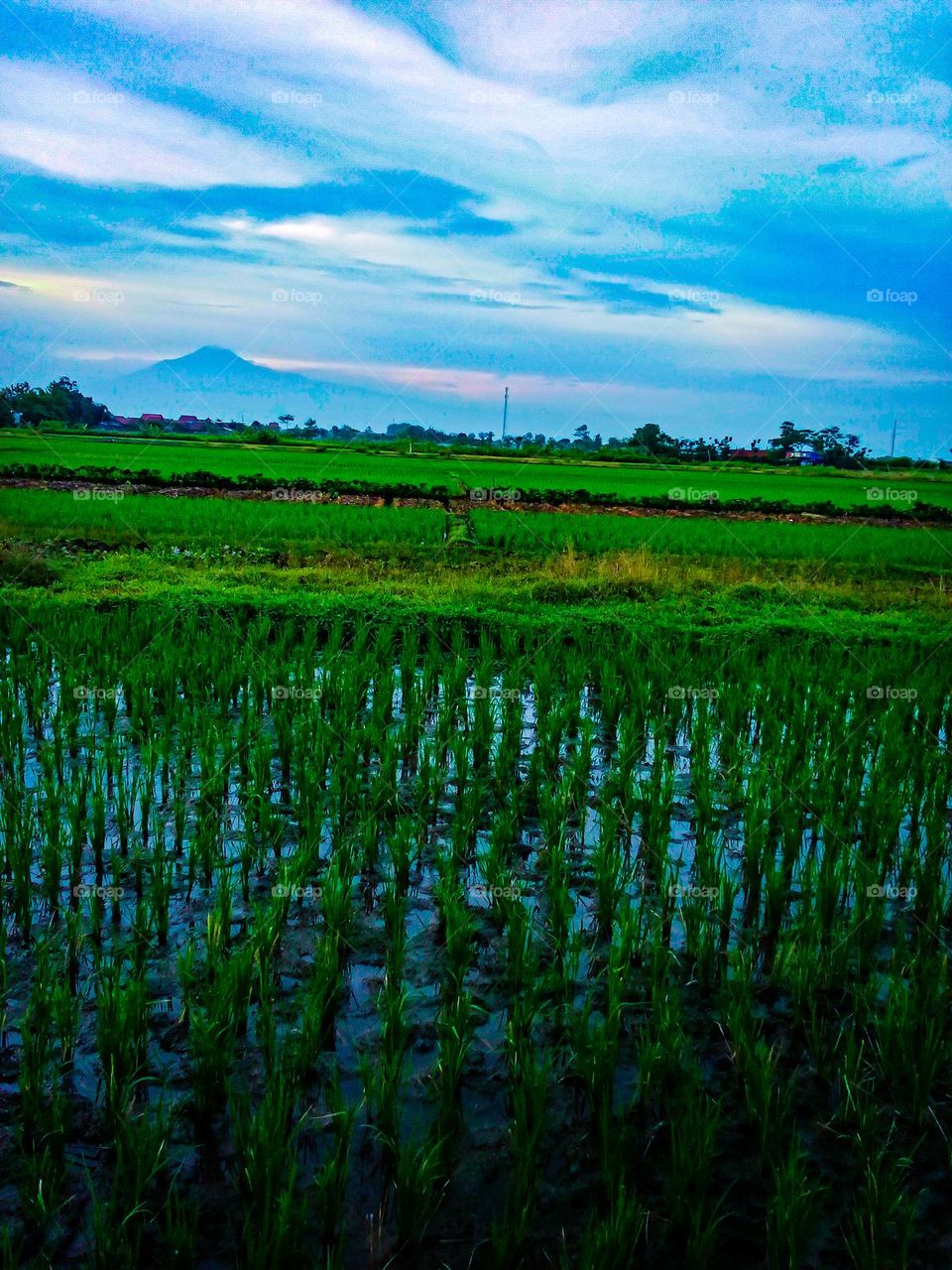 View of rice fields in the morning