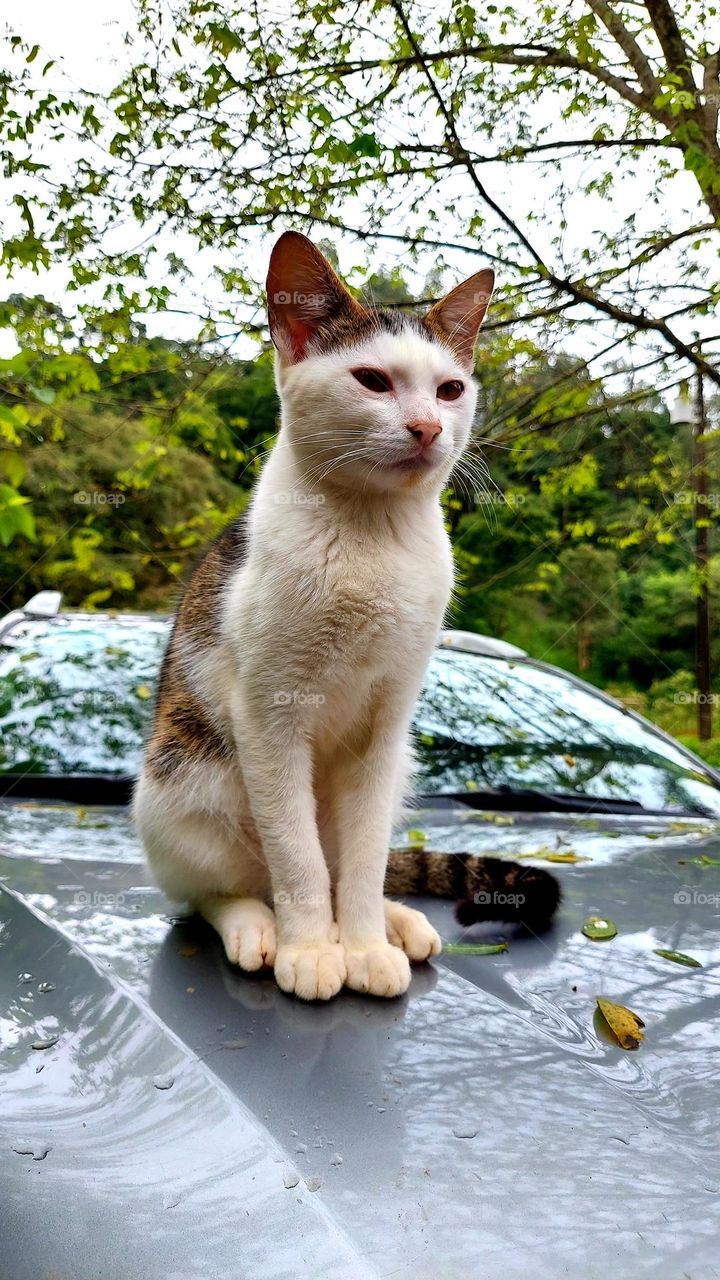 Manhã fresca da chuva da noite, e o gatinho branco com mancha marrom sossegado, em cima do automóvel observa o ritmo da chácara, indiferente se alguém ficará irritado com os riscos de suas garras.
