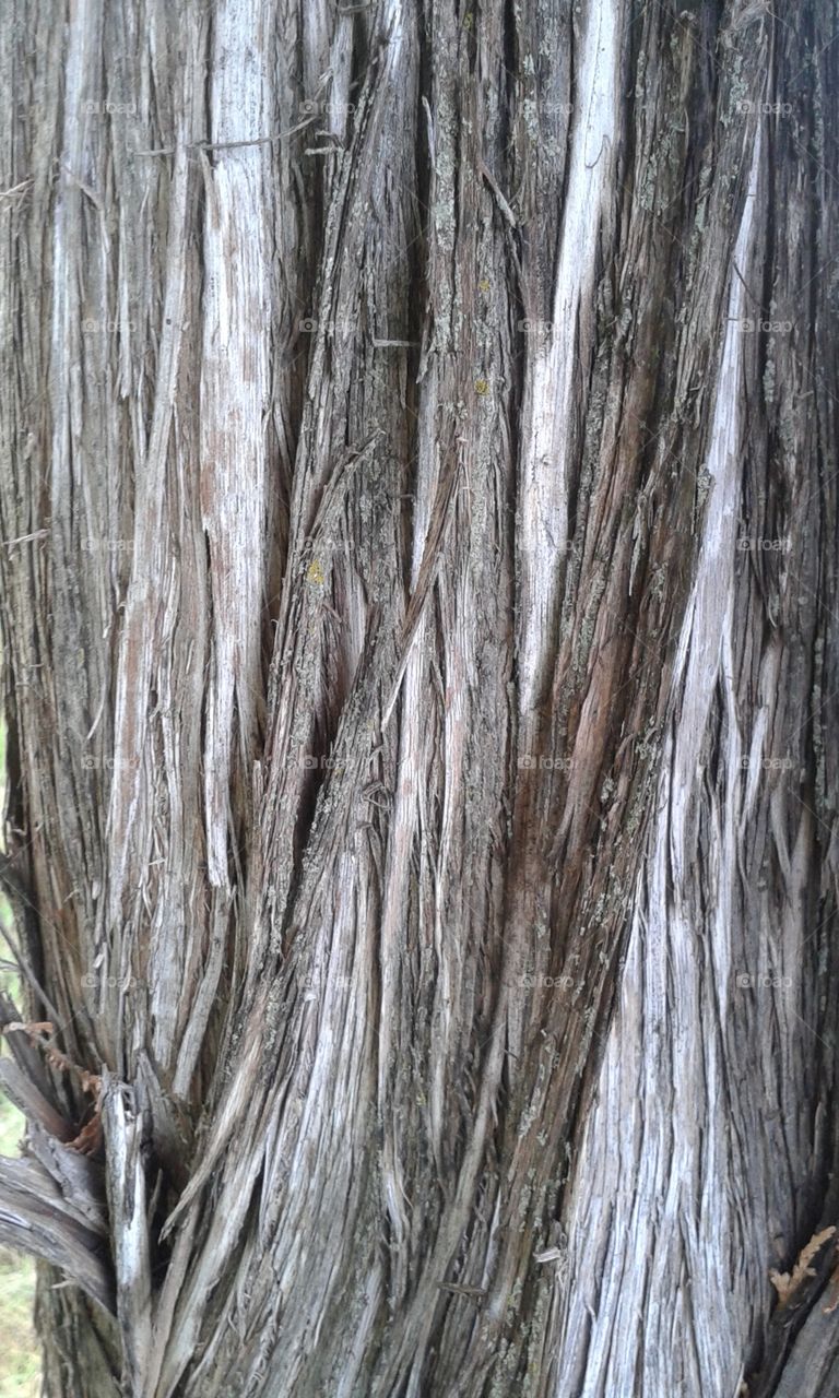 gray stringy bark as it naturally comes off the tree and grows in fresh.