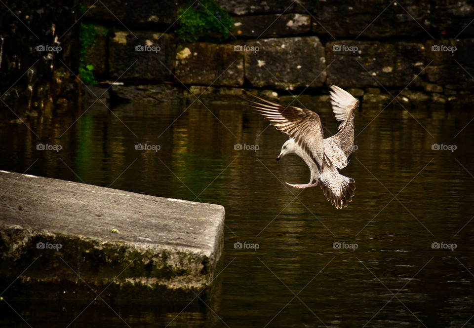 Bird landing