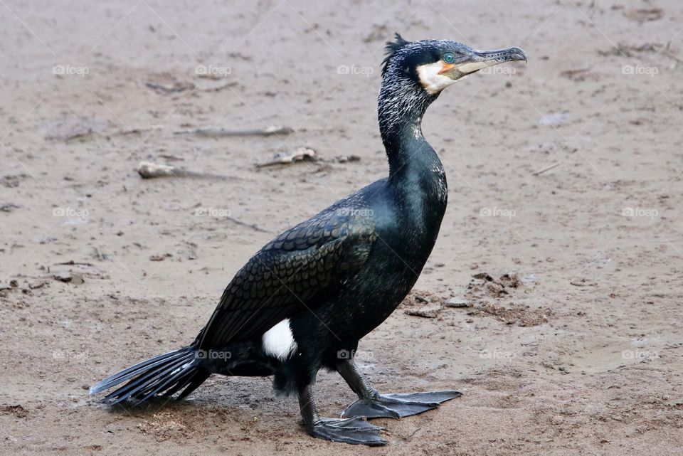 Cormorant