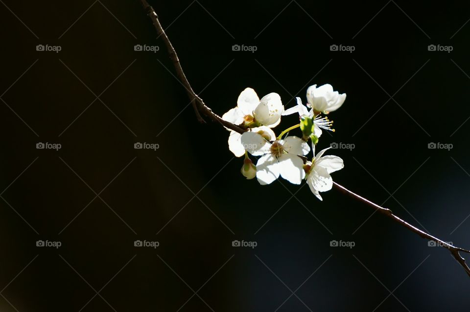 Flowers on plum tree