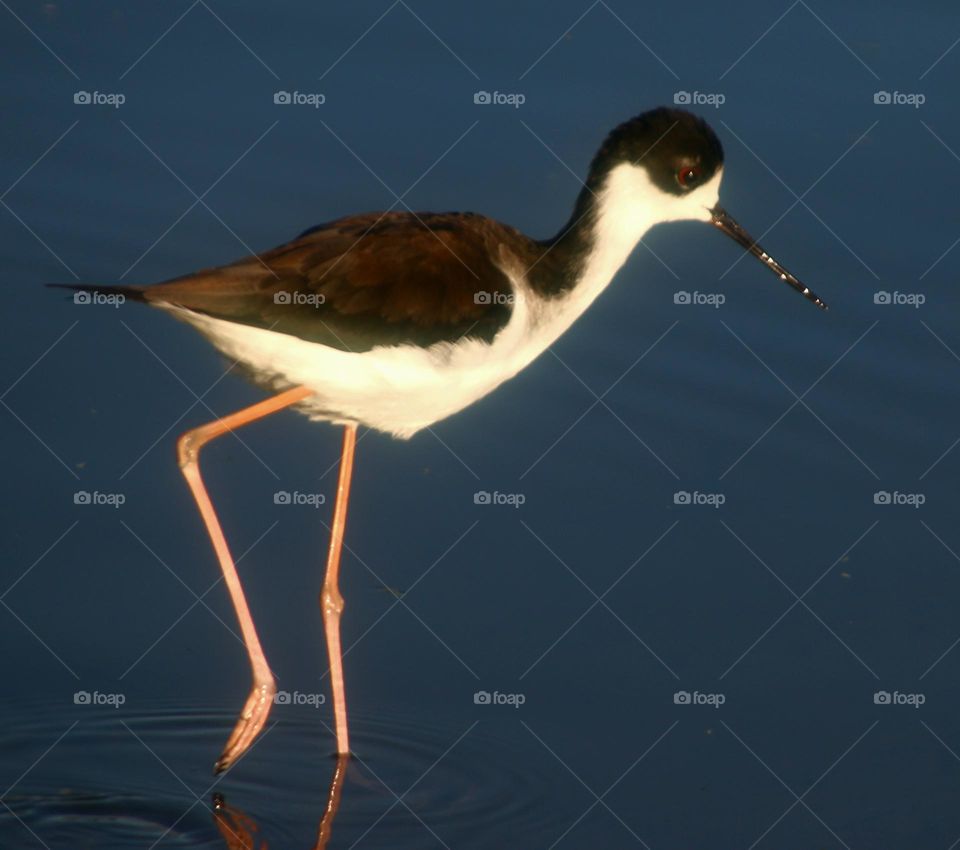 A Stilt Wading Through Water