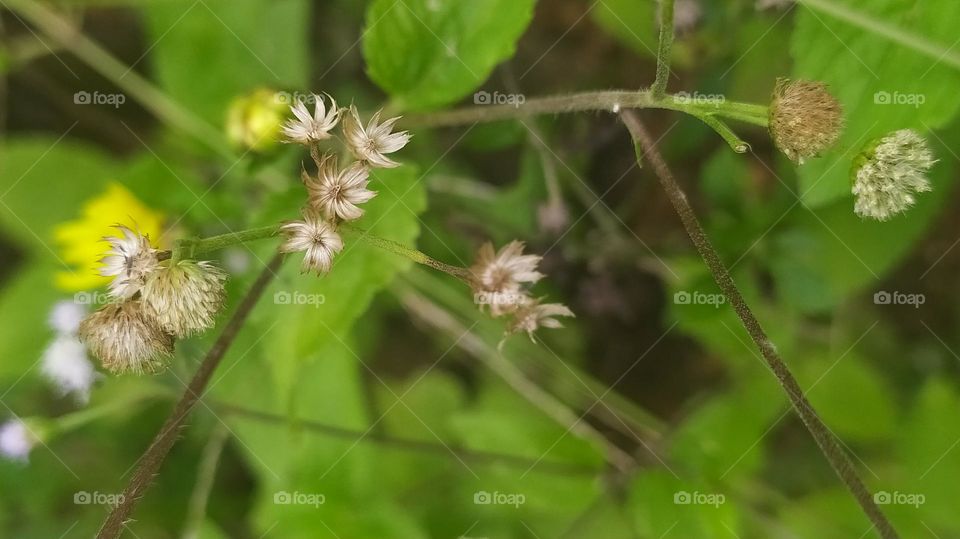 small green plant with flowers