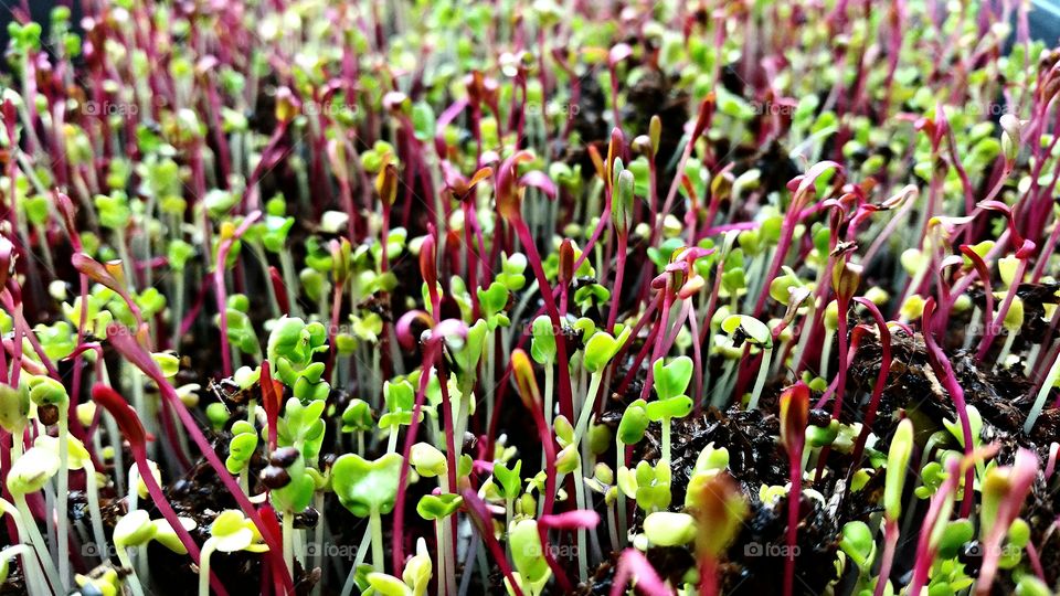 microgreen 1