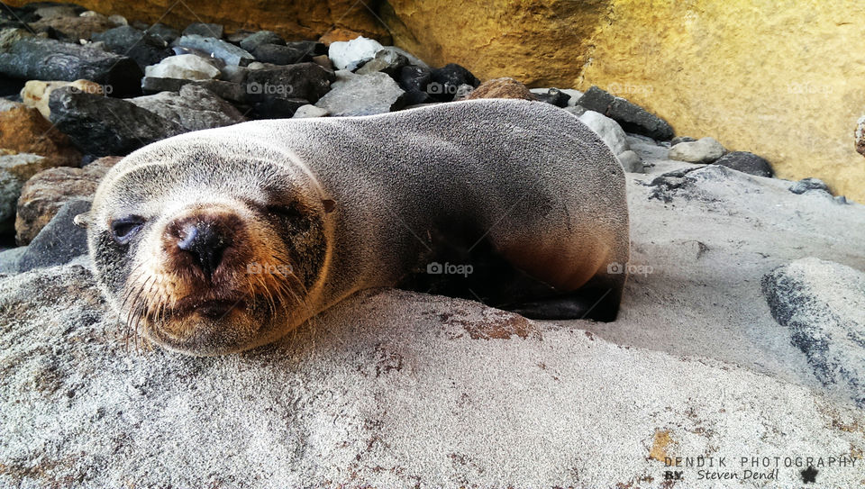 Sea Seal, Nature, Wildlife, No Person, Mammal