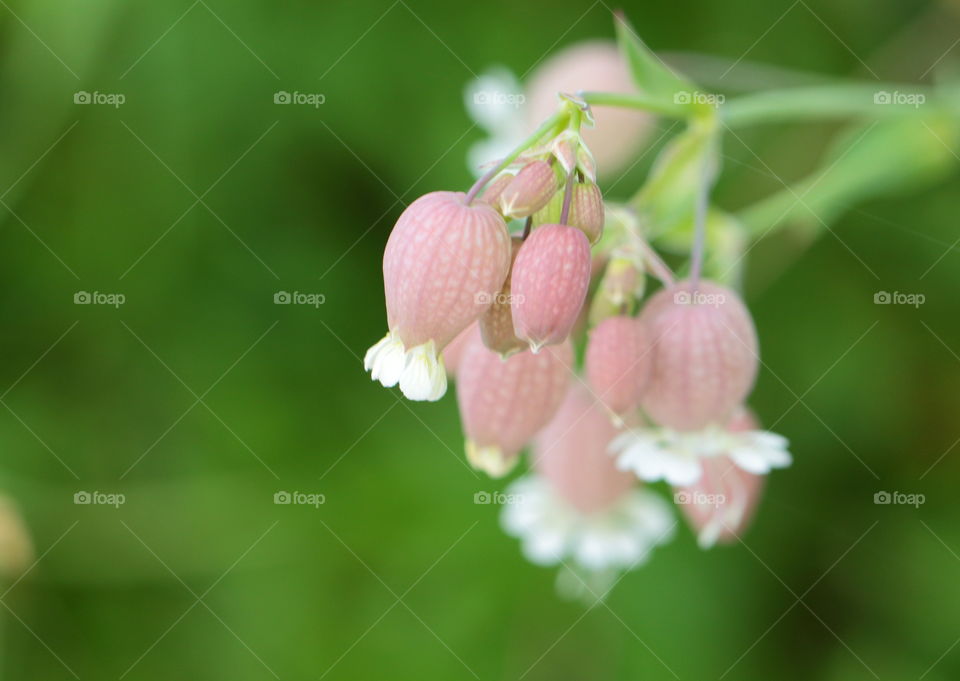 Bladder Campion