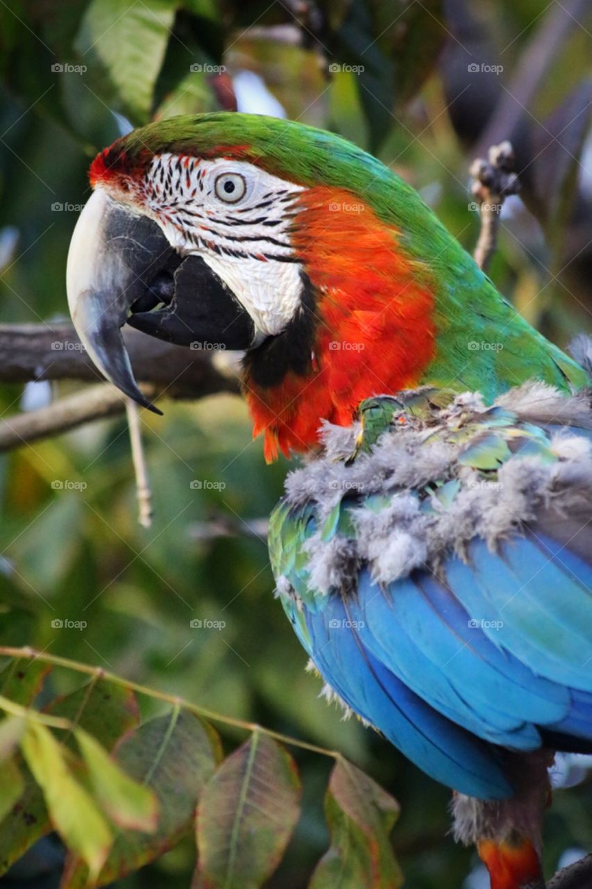 Macaw parrot 