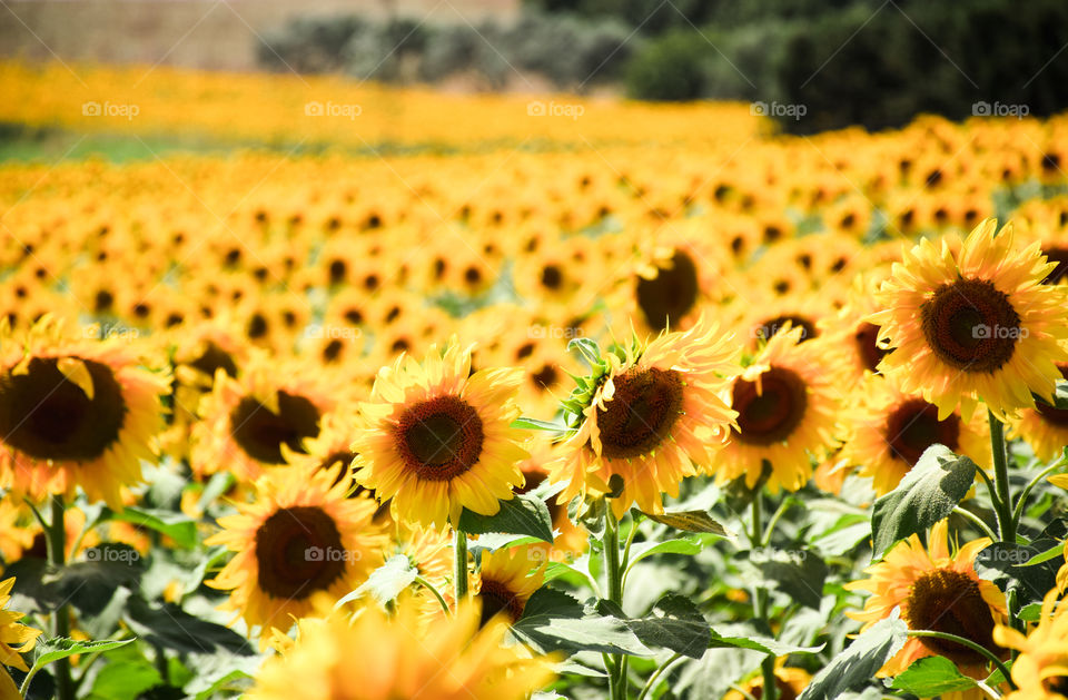 Sunflower, Field, Nature, Flora, Flower