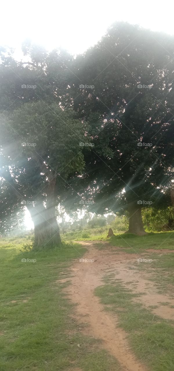 In search of mangoes ❤️✨