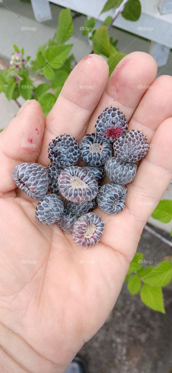 fruit