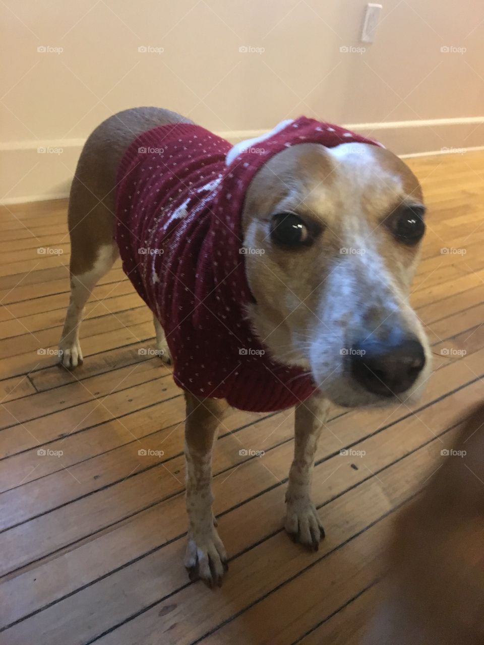 Funny beagle sweater Christmas