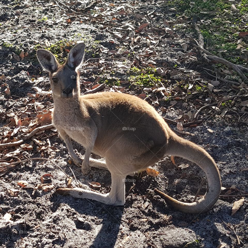 kangaroo in the scrub