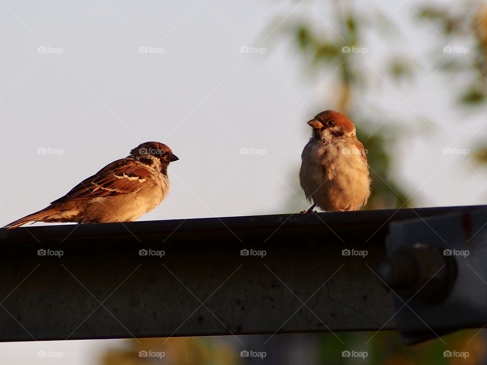 Sparrows