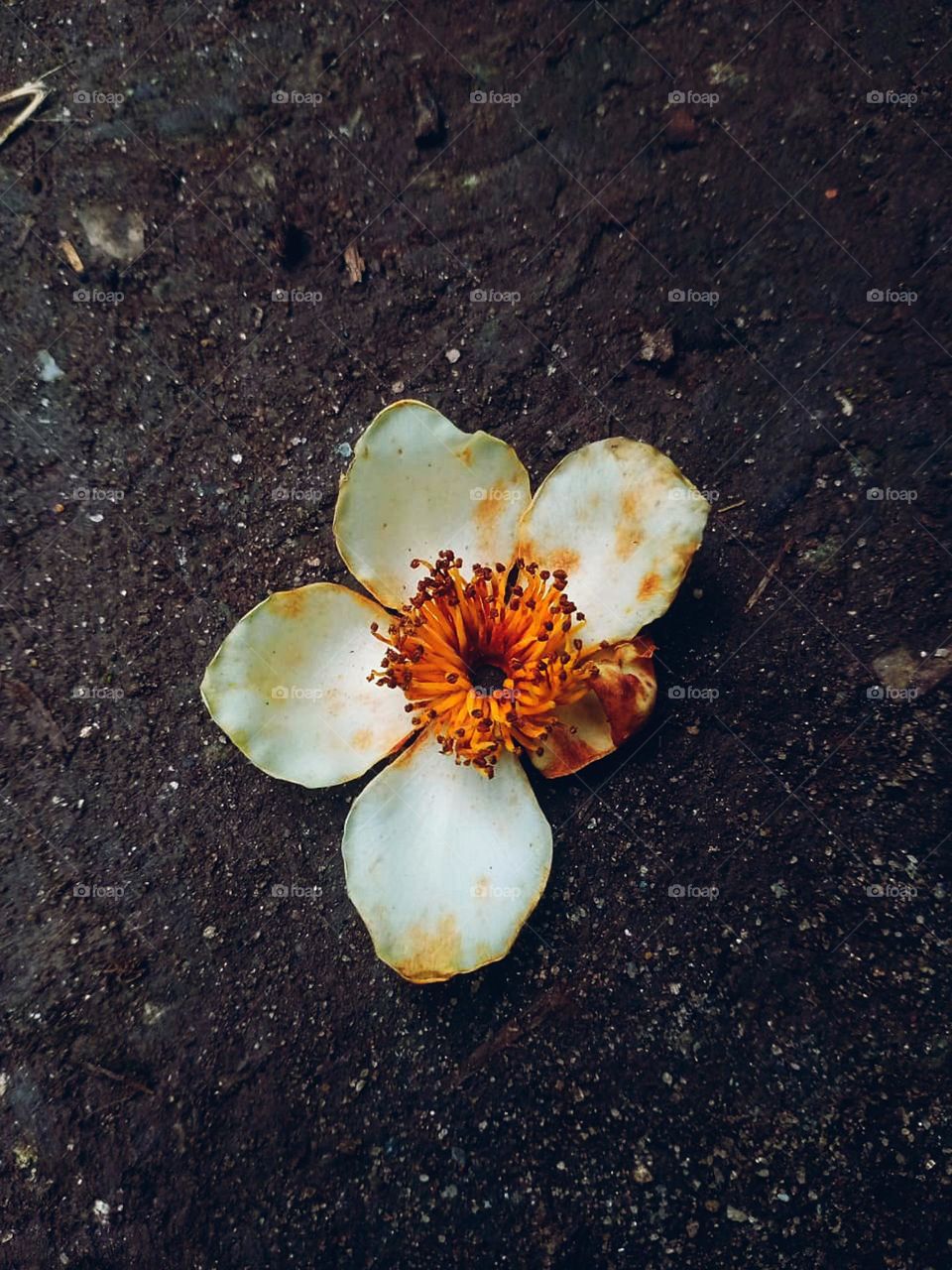 one day my beuti is going to shrink 😔