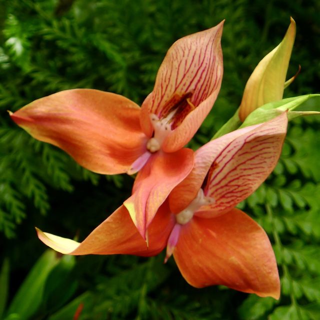 Orange Flowers 