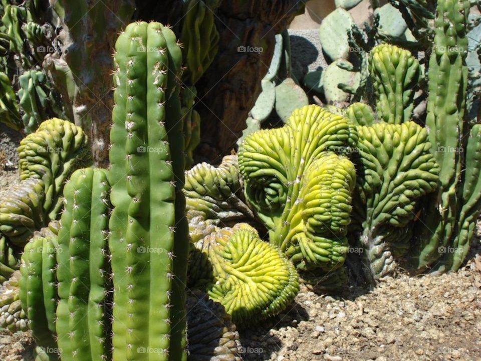Green Cacti