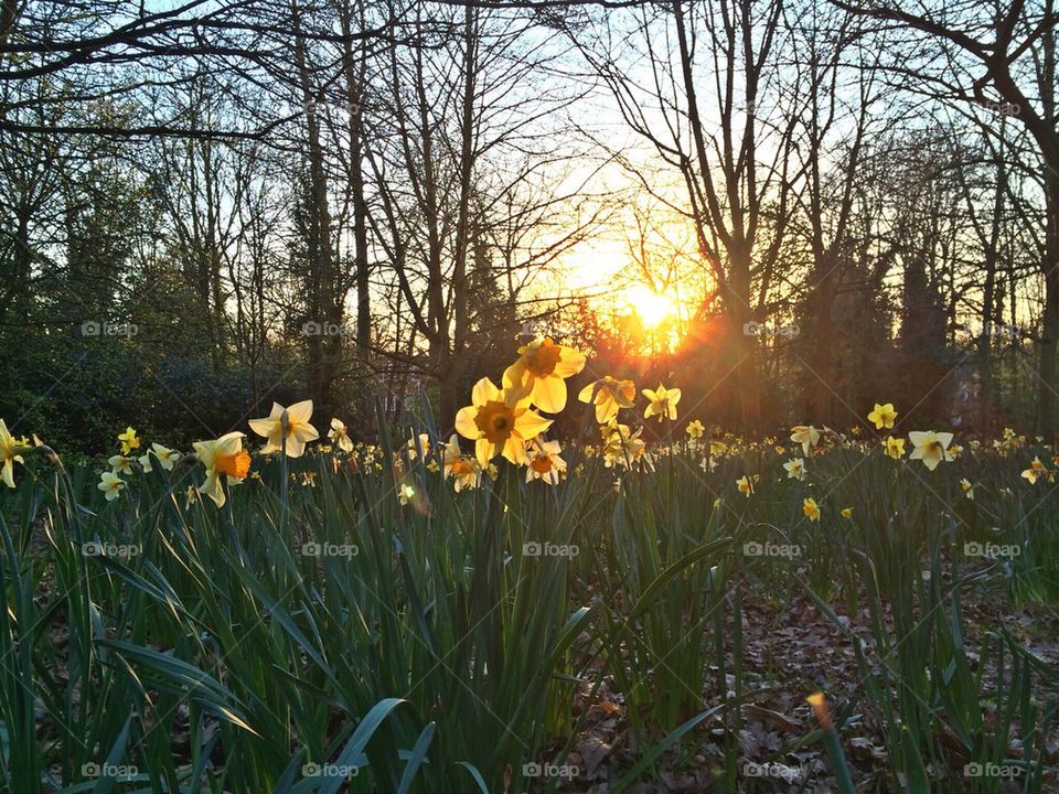Daffodil-filled Sunset