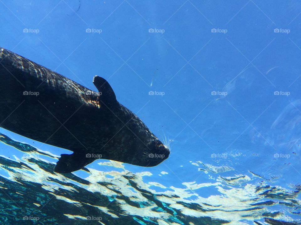 Underwater, No Person, Water, Swimming, Fish