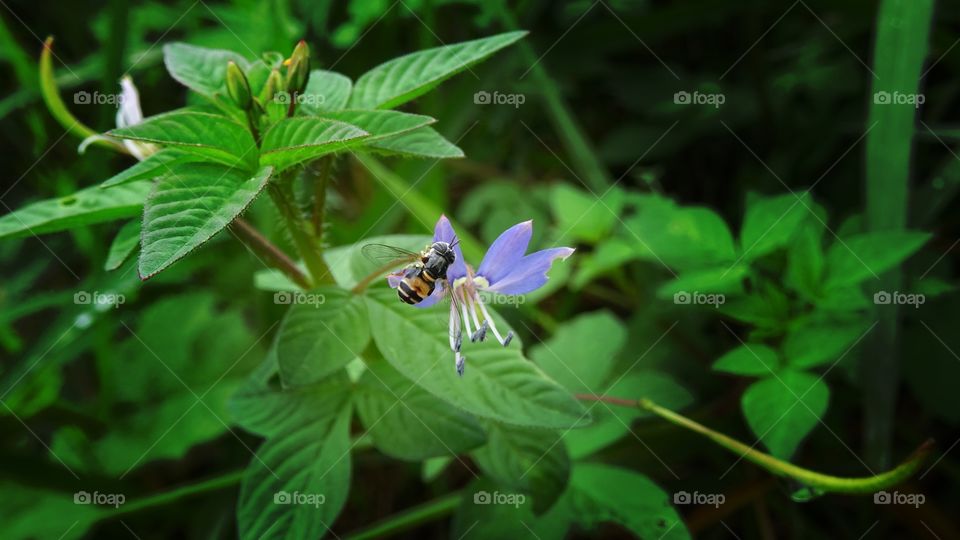 nature life. insect life in the green nature