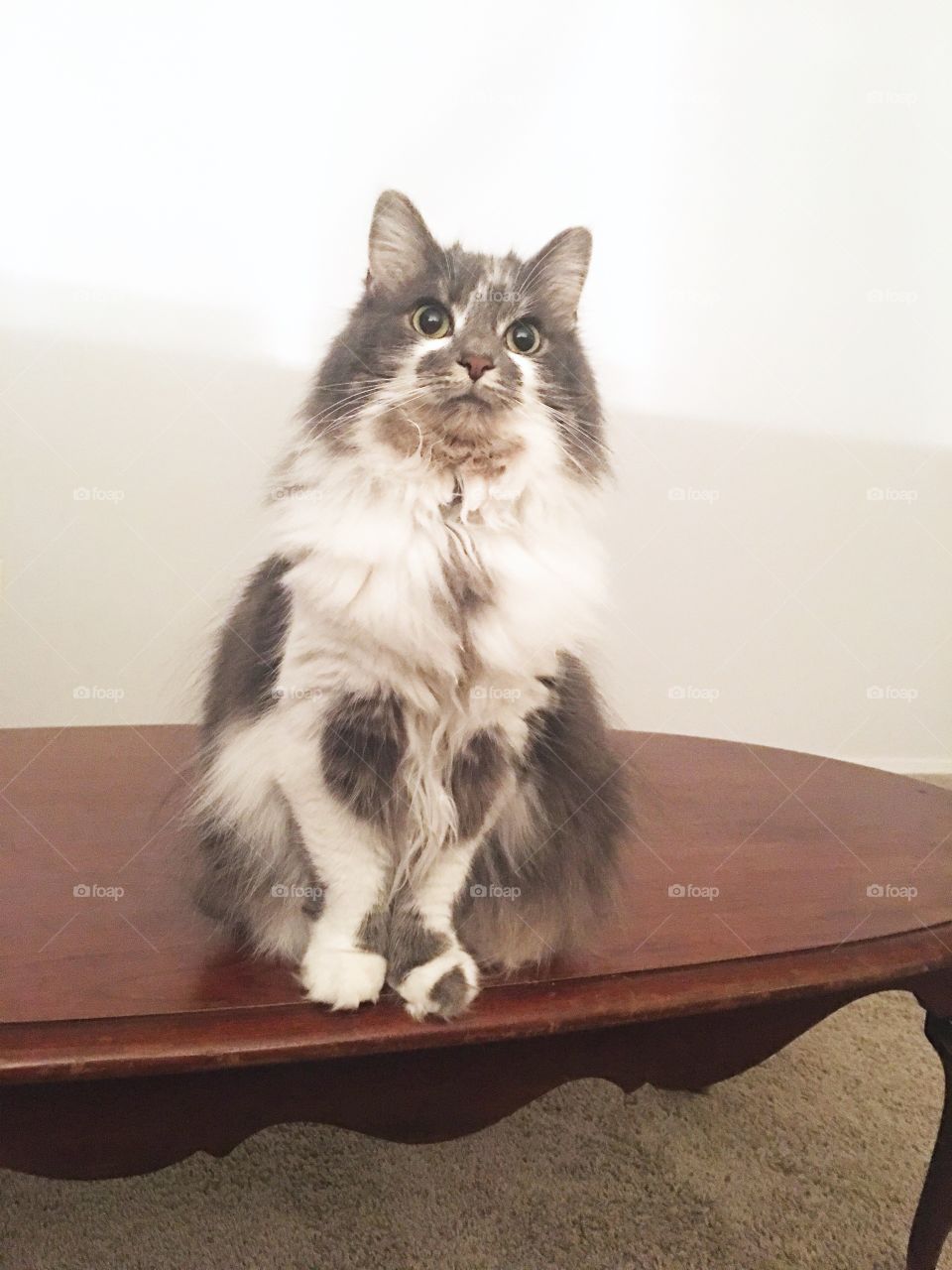 Beautiful cat sits on a table 