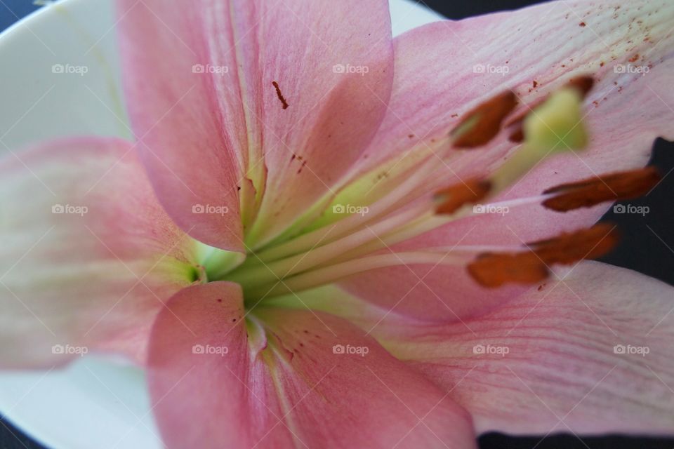 Flower, No Person, Nature, Flora, Garden