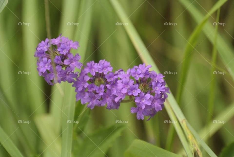 Purple Clusters of Flowers