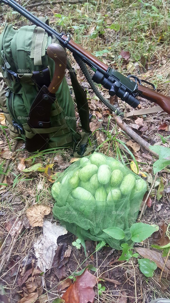 Nice haul of Pawpaws