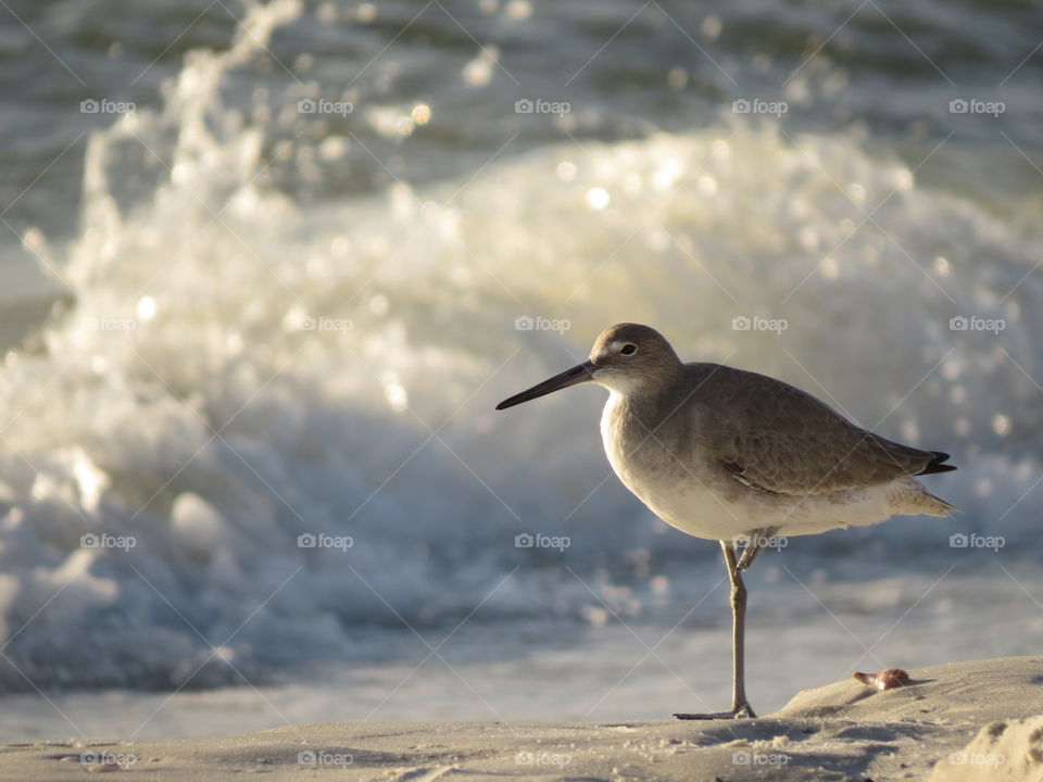 Bird on seashore, Fort Myers Beach, FL